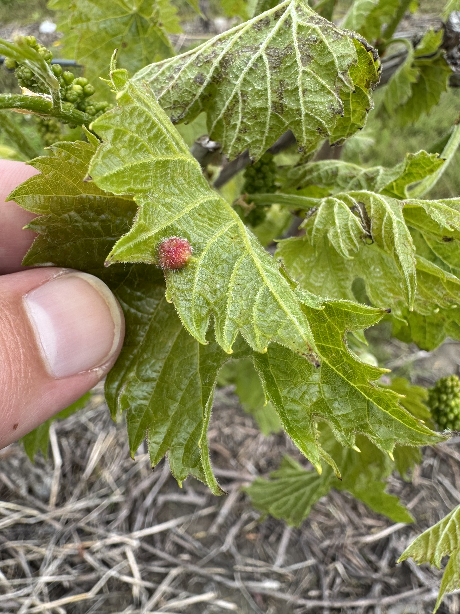 Phylloxera gall on Itasca grape.